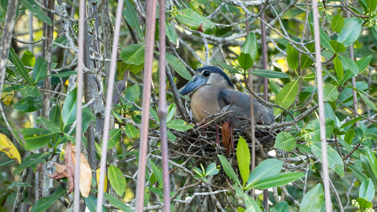 Boat-billed Heron - ML638185494