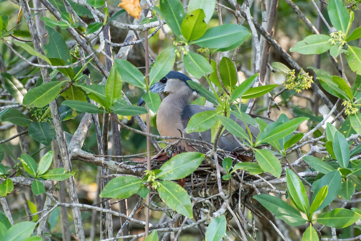 Boat-billed Heron - ML638185495