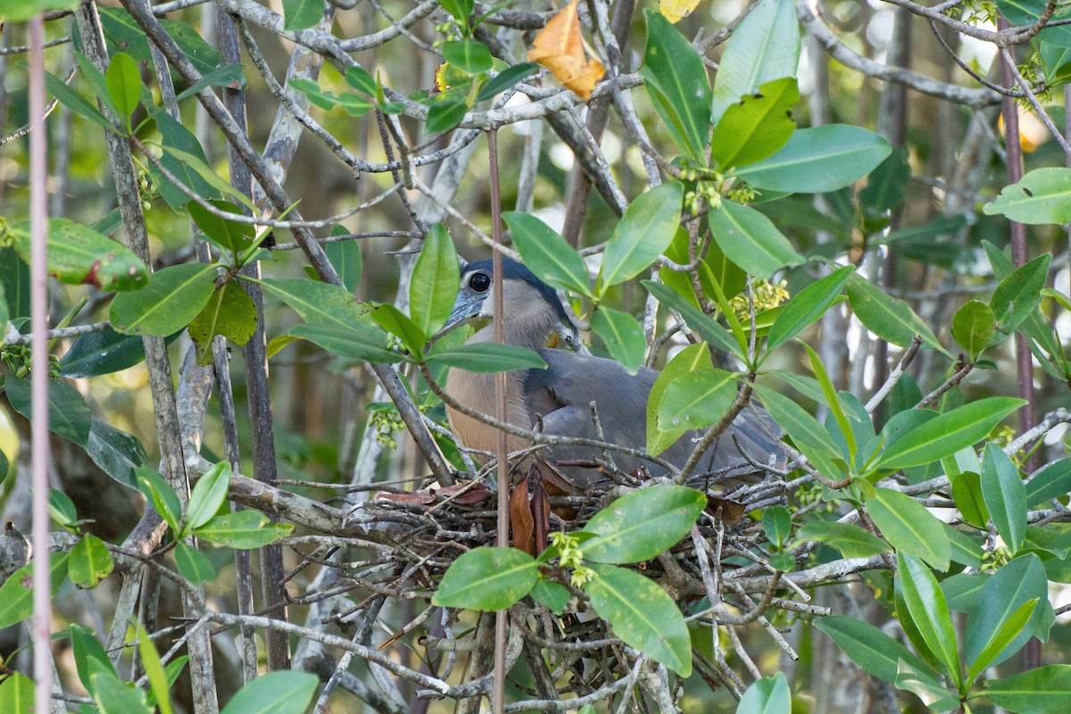 Boat-billed Heron - ML638185496