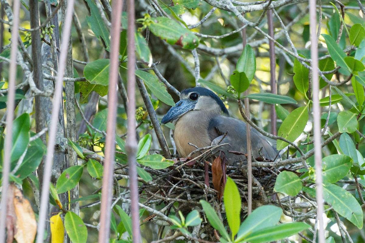 Boat-billed Heron - ML638185497