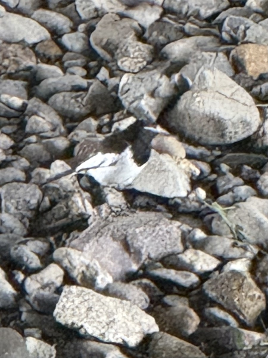 Japanese Wagtail - ML638185499