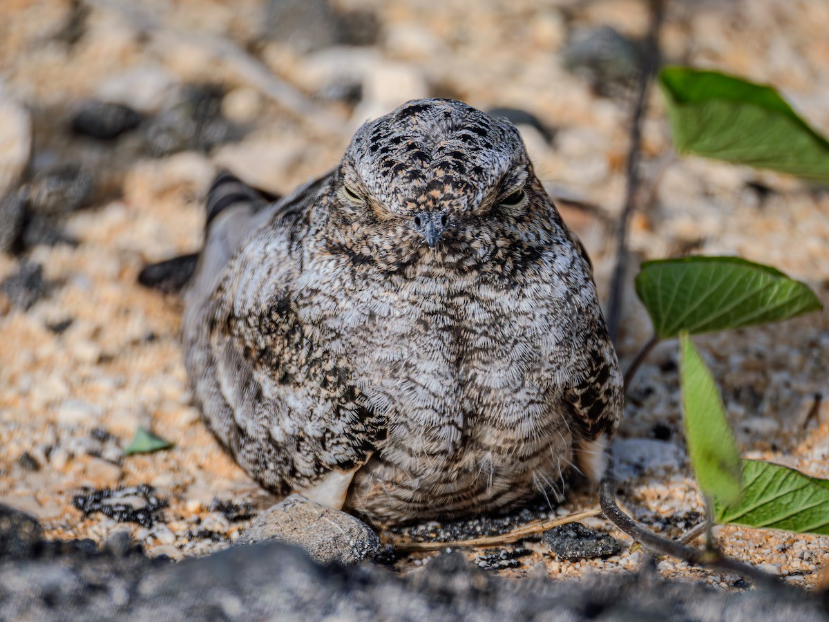 Antillean Nighthawk - ML638185503