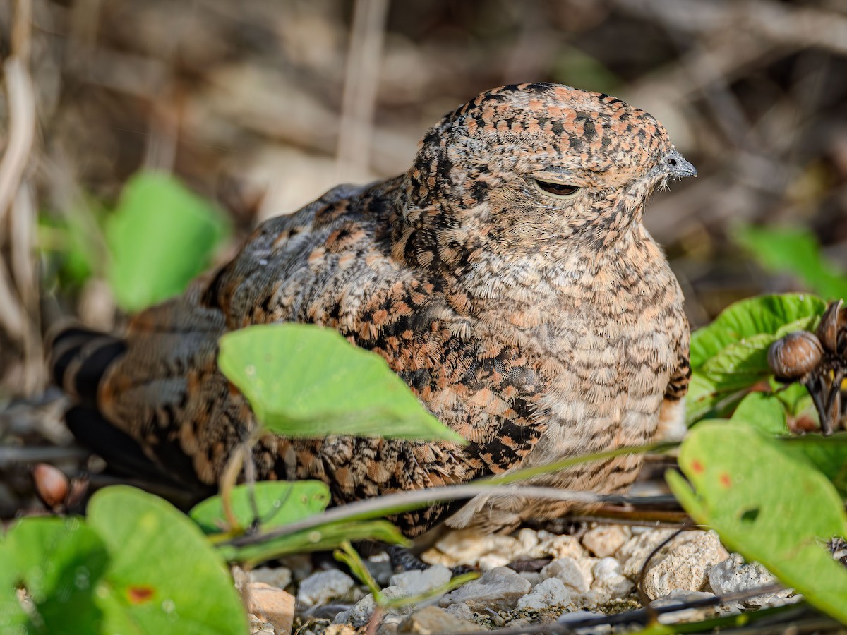 Antillean Nighthawk - ML638185504