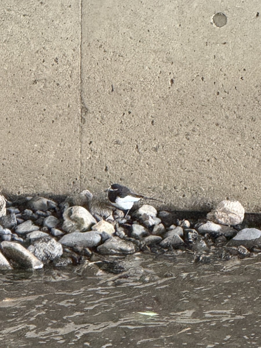 Japanese Wagtail - ML638185506