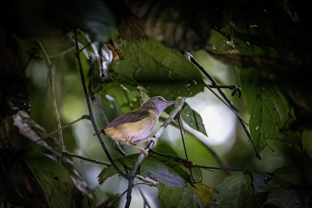 Horsfield's Babbler - ML638185545