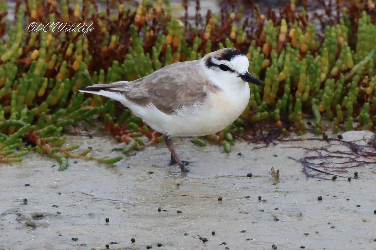 White-fronted Plover - ML638185547