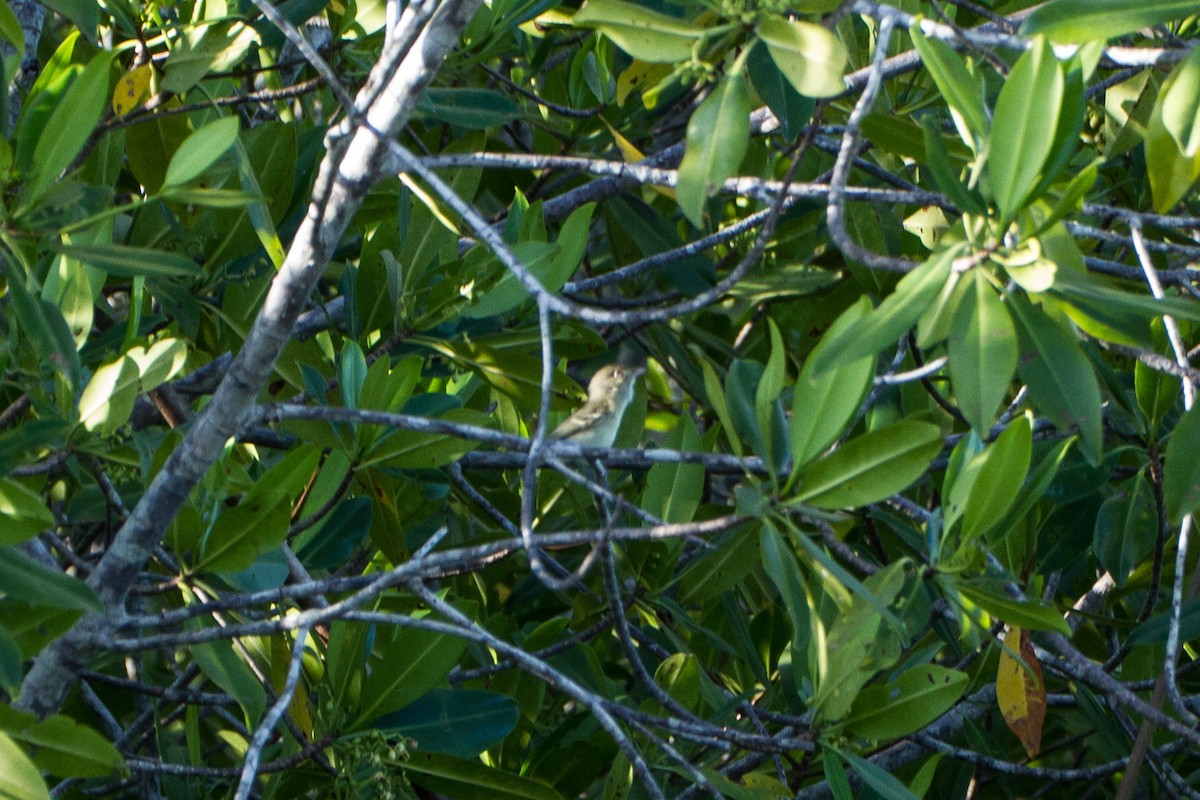 Mangrove Vireo - ML638185564