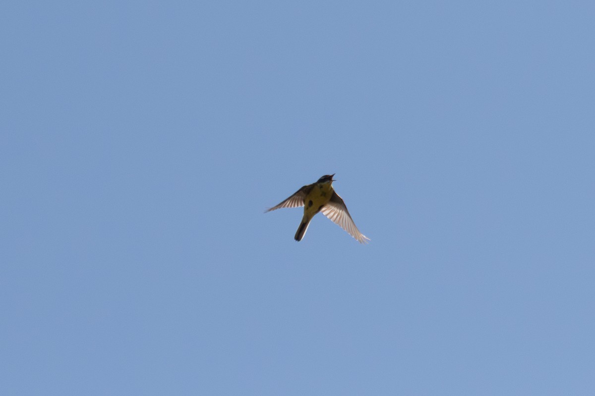 Eastern Yellow Wagtail - ML638185566