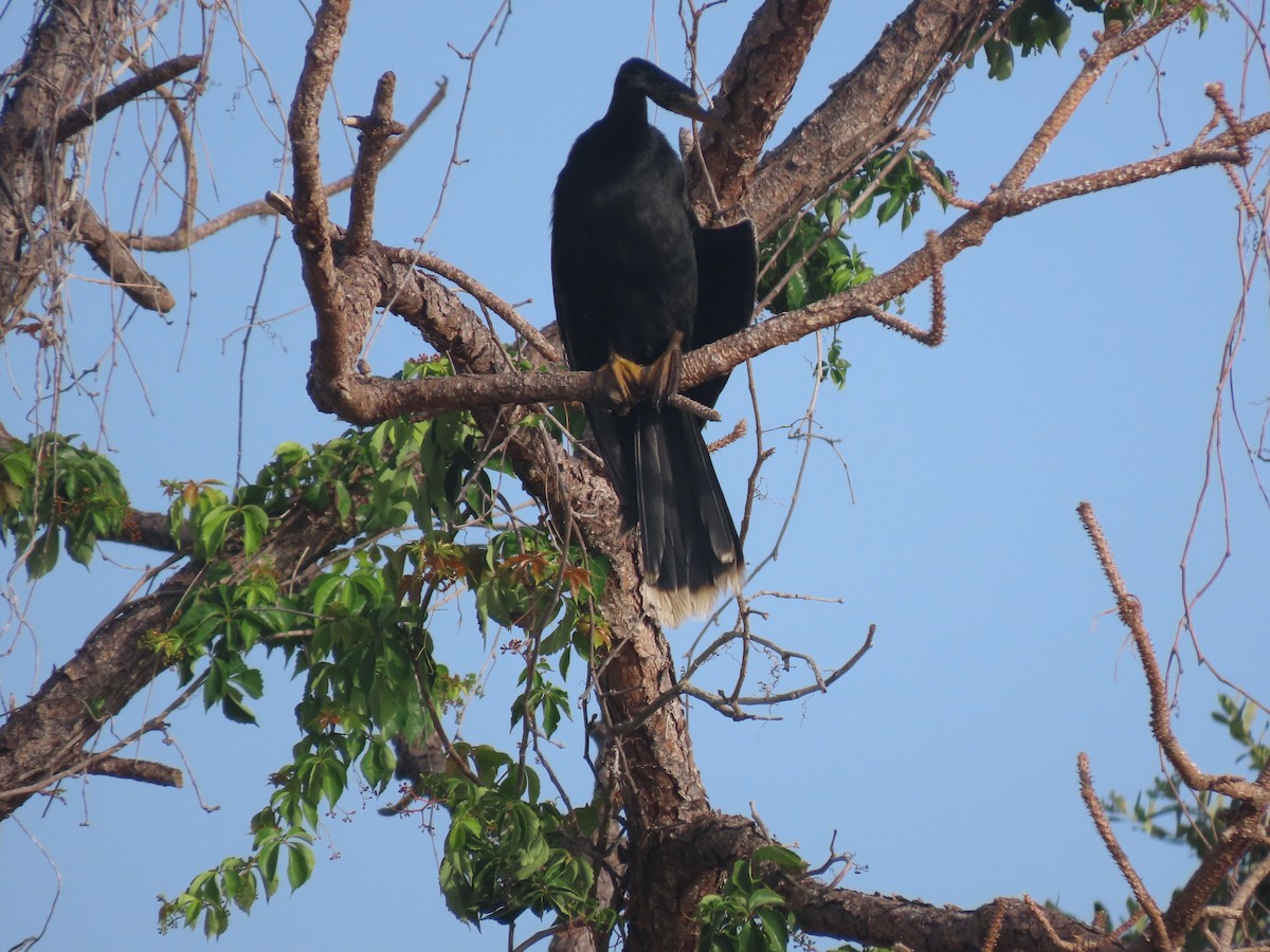 Anhinga - ML638185574