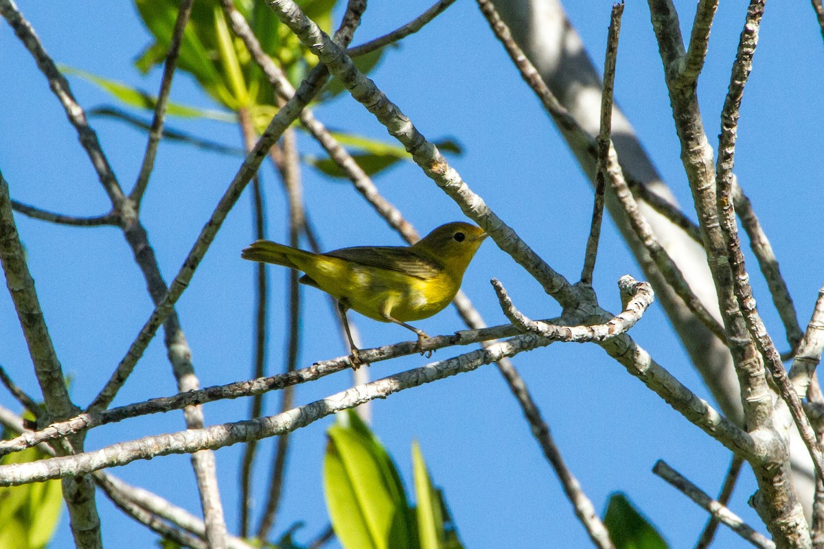 Yellow Warbler (Mangrove) - ML638185580
