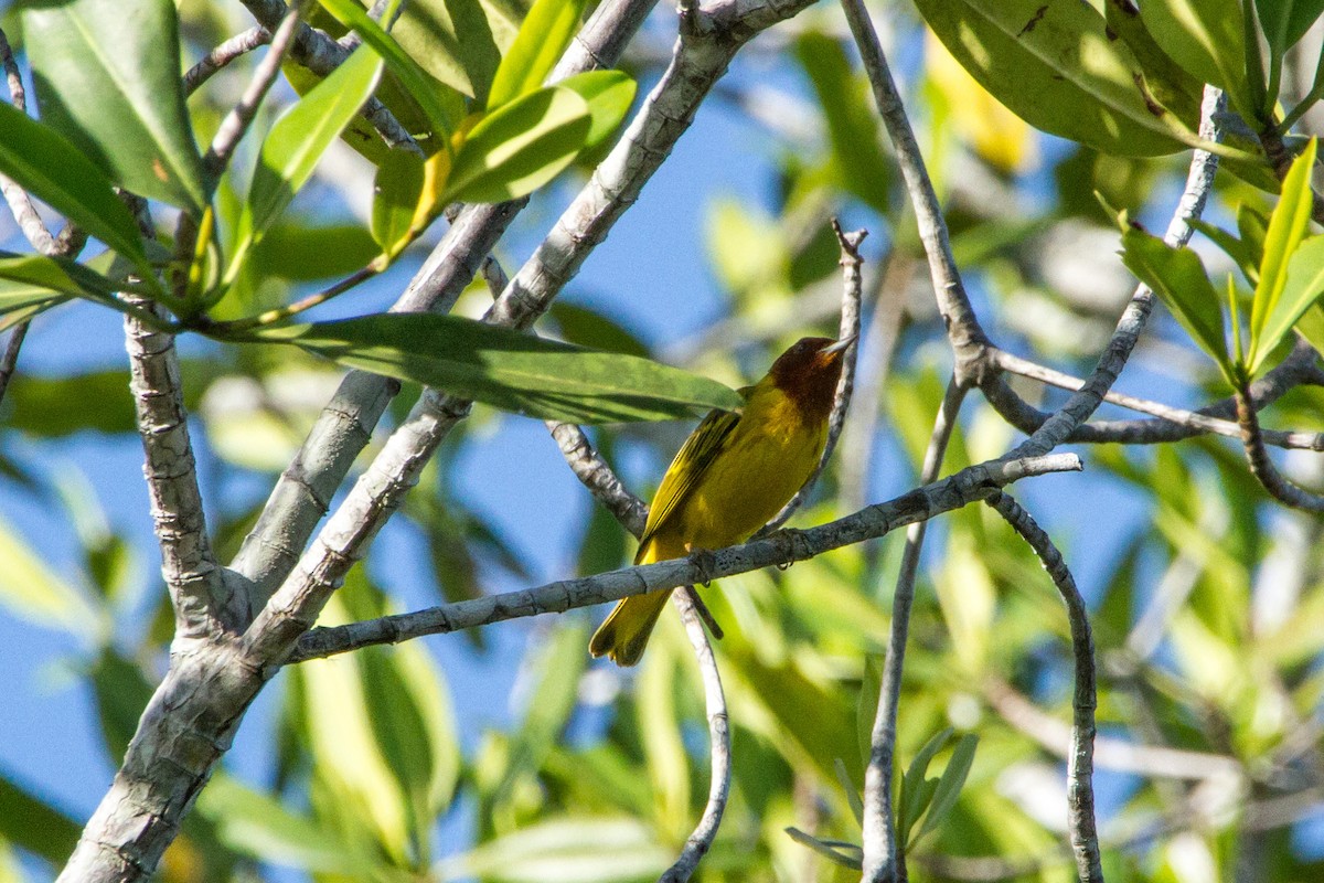 Yellow Warbler (Mangrove) - ML638185581