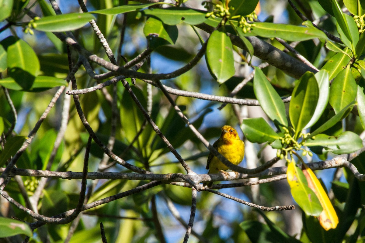 Yellow Warbler (Mangrove) - ML638185583