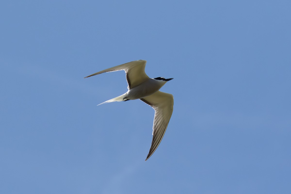 Aleutian Tern - ML638185631