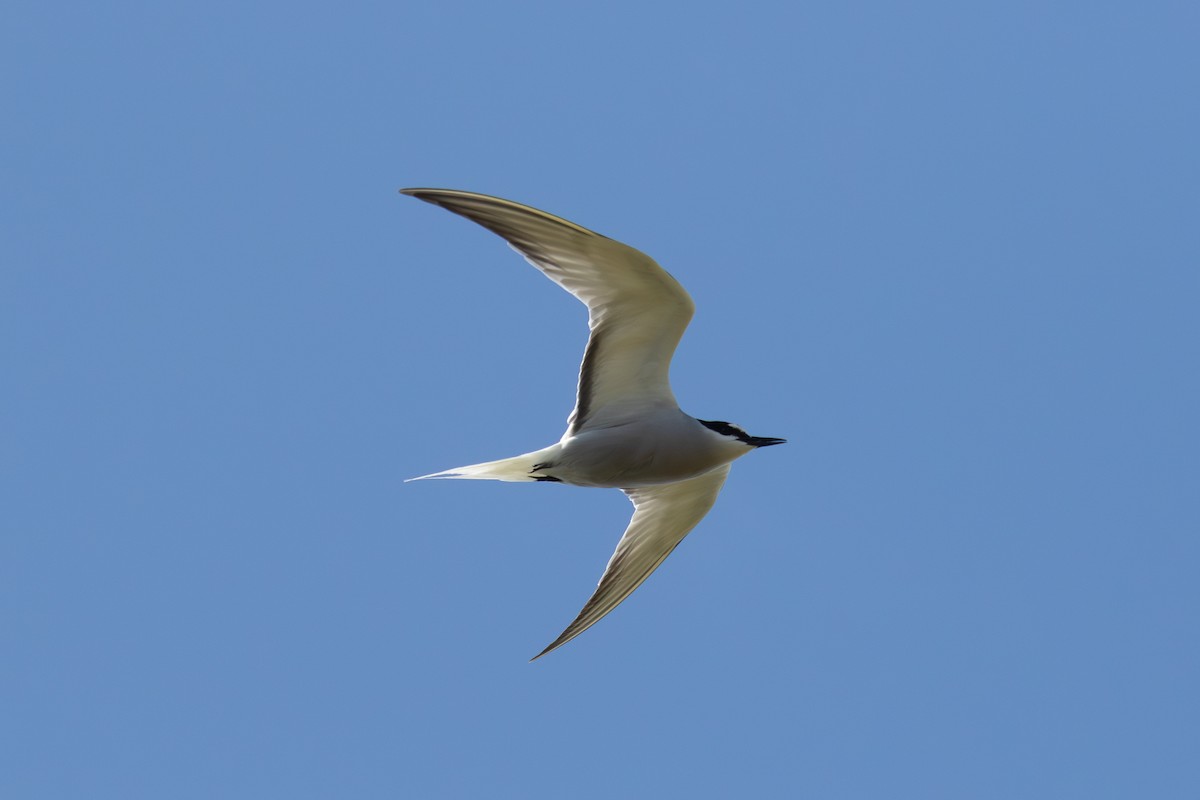 Aleutian Tern - ML638185632