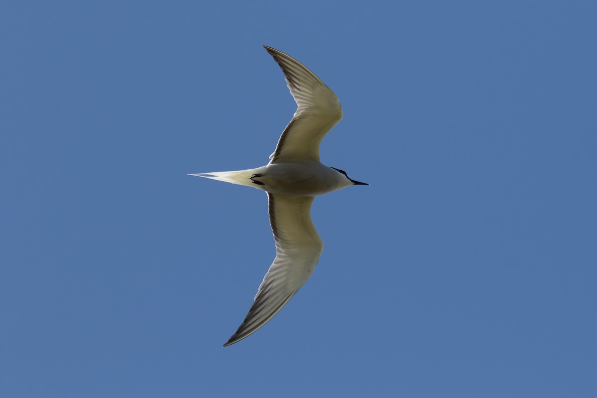 Aleutian Tern - ML638185633