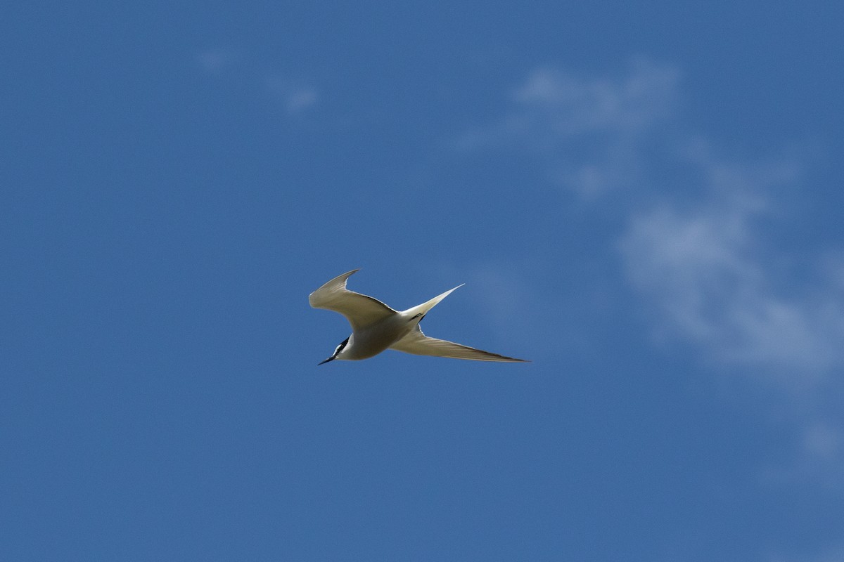 Aleutian Tern - ML638185634