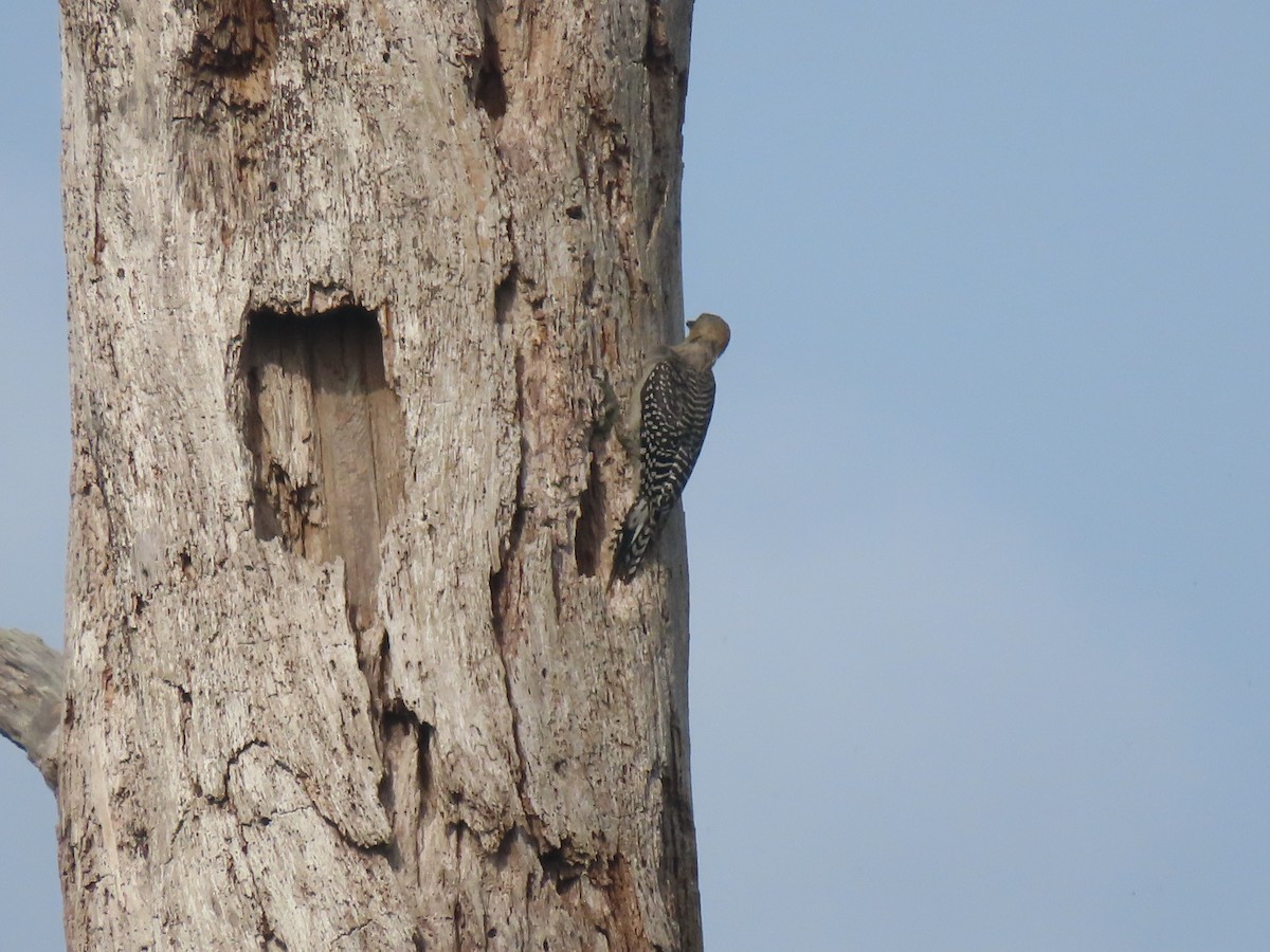 Red-bellied Woodpecker - ML638185635