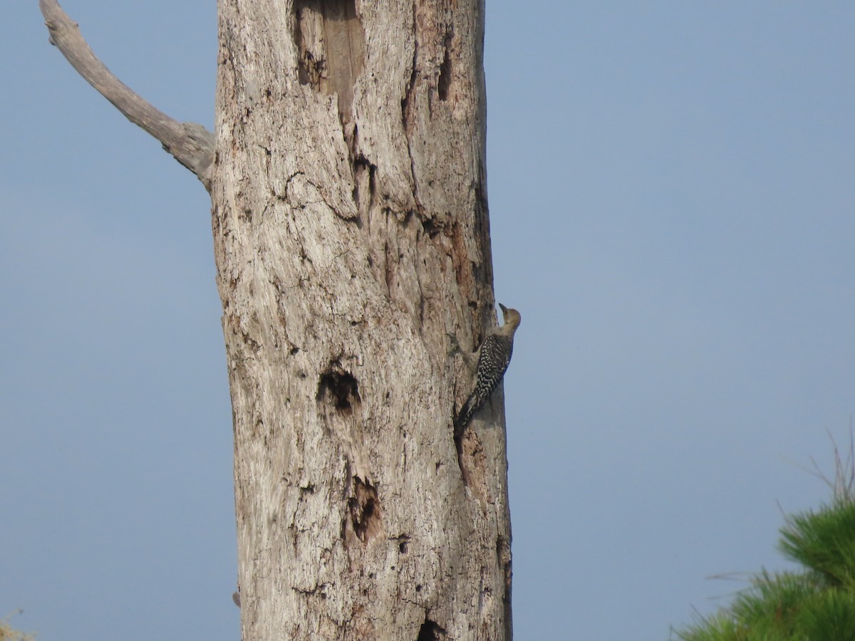 Red-bellied Woodpecker - ML638185636