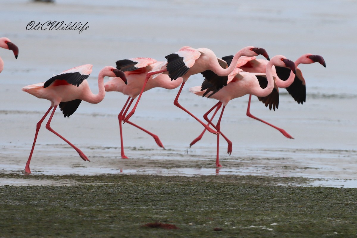 Lesser Flamingo - ML638185637