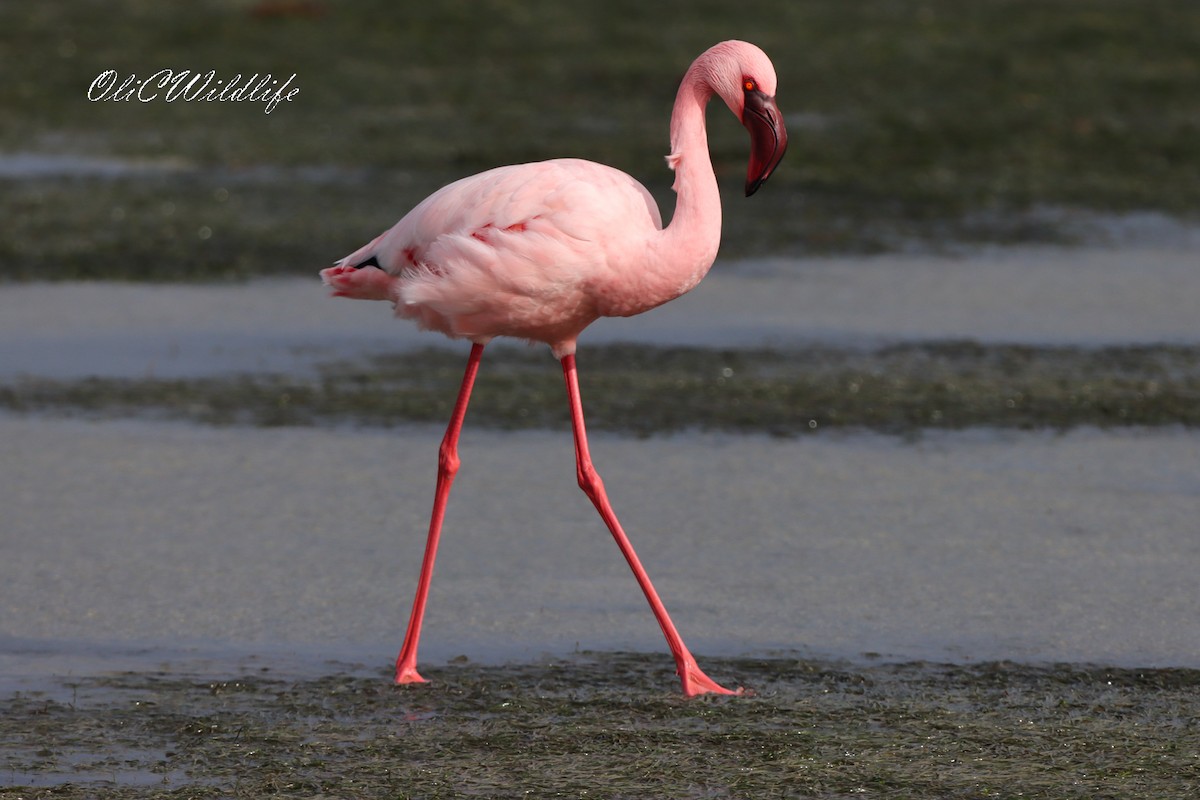 Lesser Flamingo - ML638185644