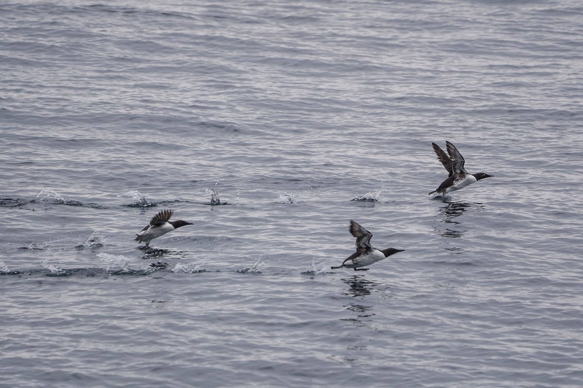 Common Murre - ML638185648