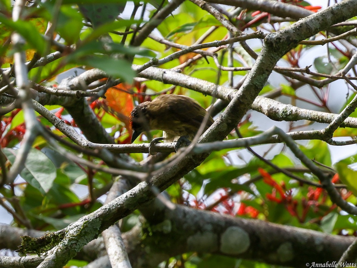 Olivaceous Piculet - ML638185654