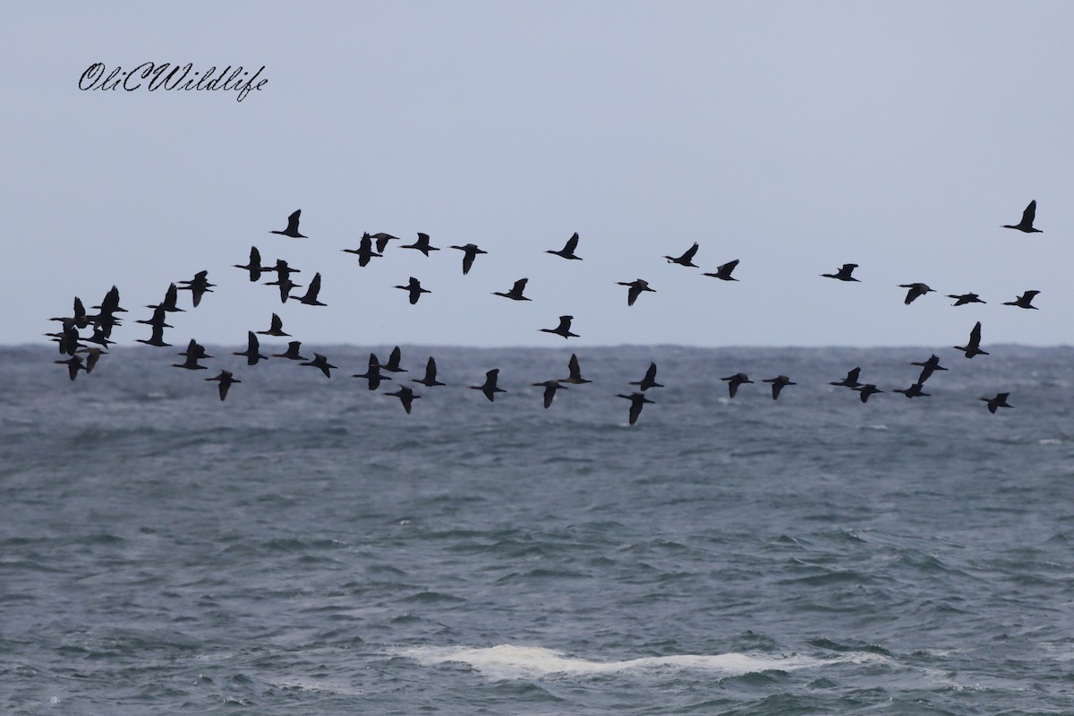 Cape Cormorant - ML638185661