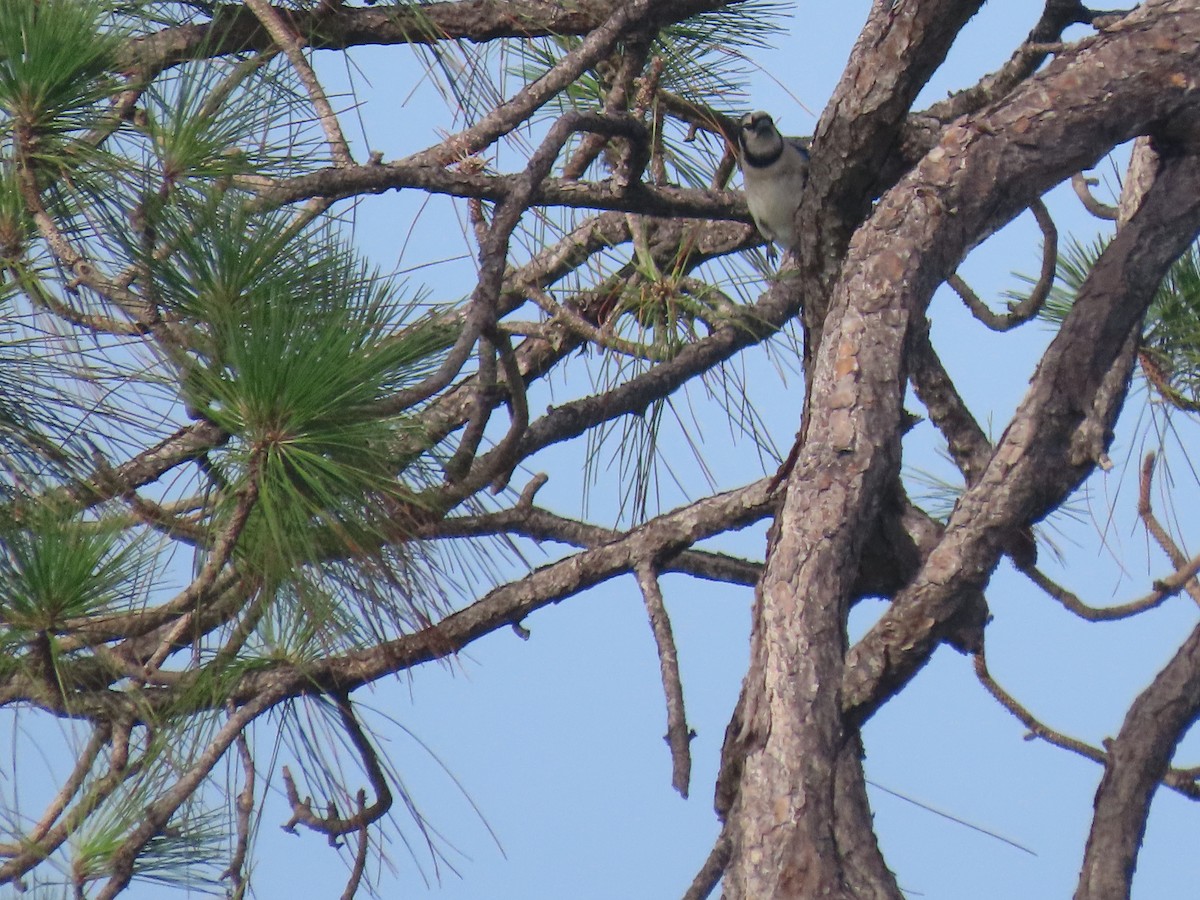 Blue Jay - ML638185665