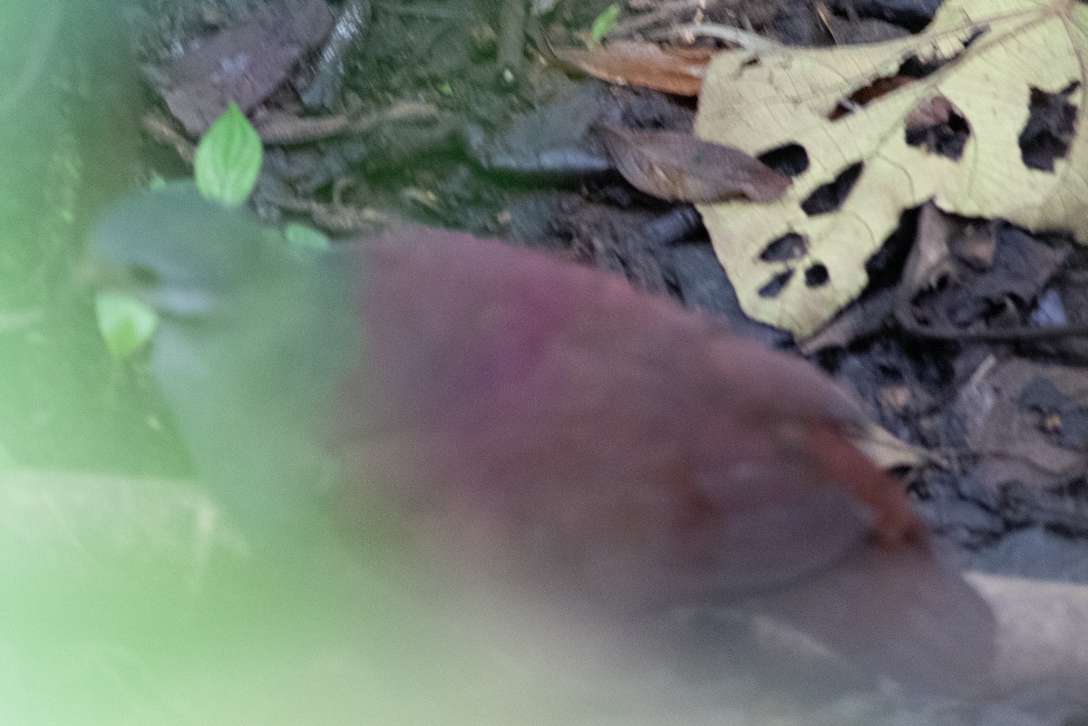 Buff-fronted Quail-Dove - ML638185689