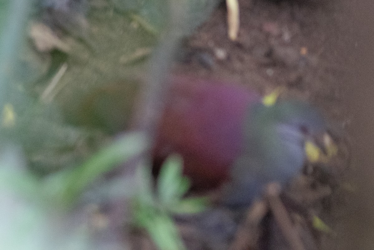 Buff-fronted Quail-Dove - ML638185690
