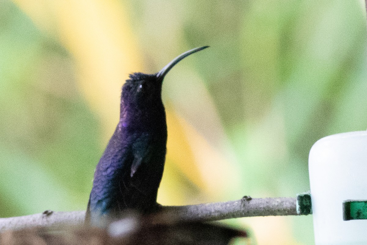 Violet Sabrewing - ML638185692