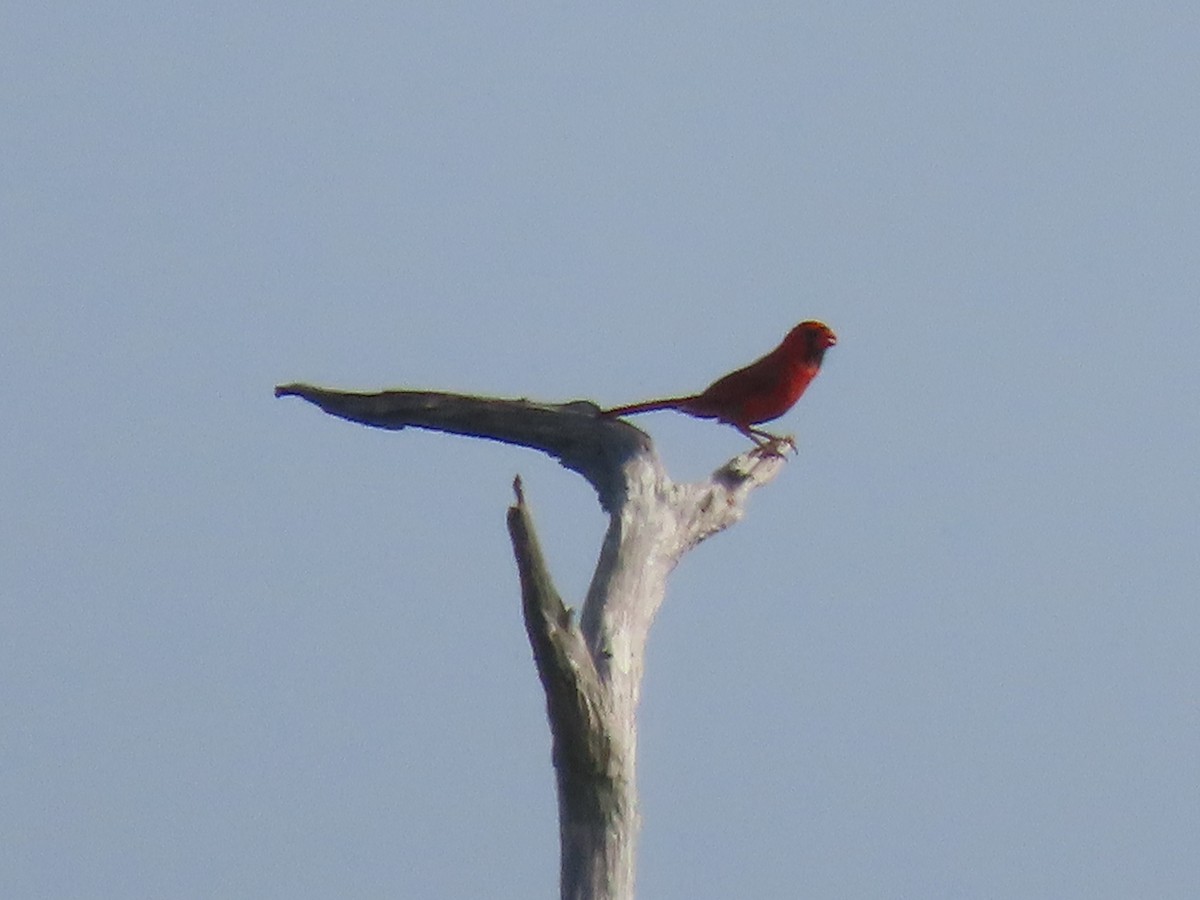 Northern Cardinal - ML638185708