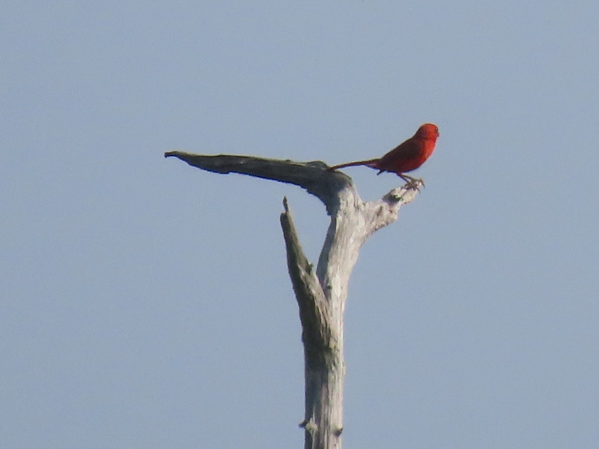 Northern Cardinal - ML638185709