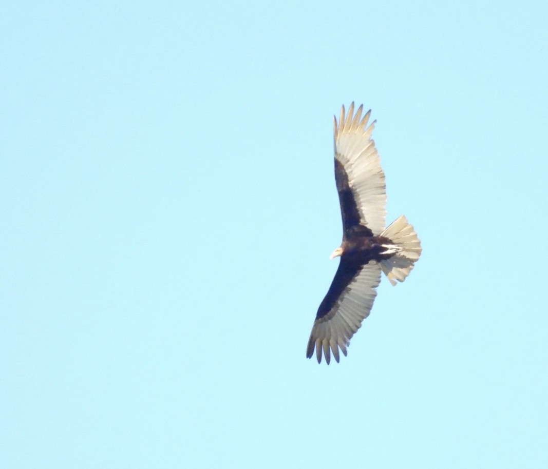 Lesser Yellow-headed Vulture - ML638185725