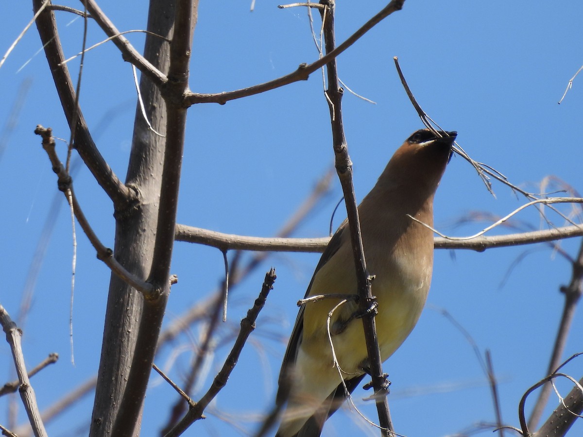 Cedar Waxwing - ML638185726