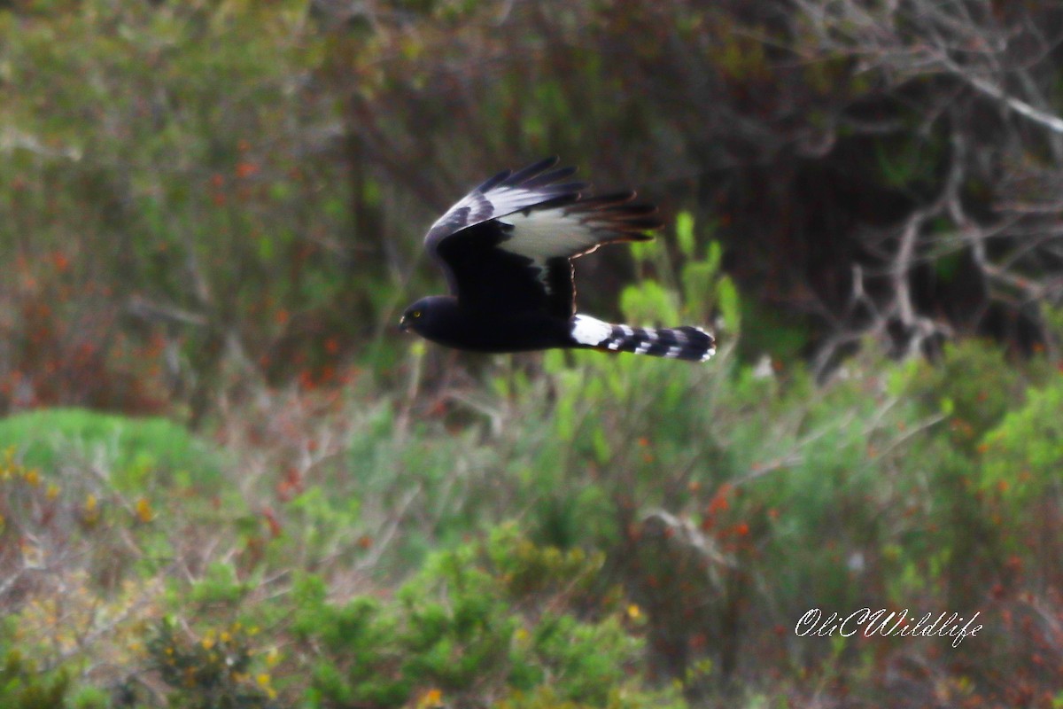 Black Harrier - ML638185729