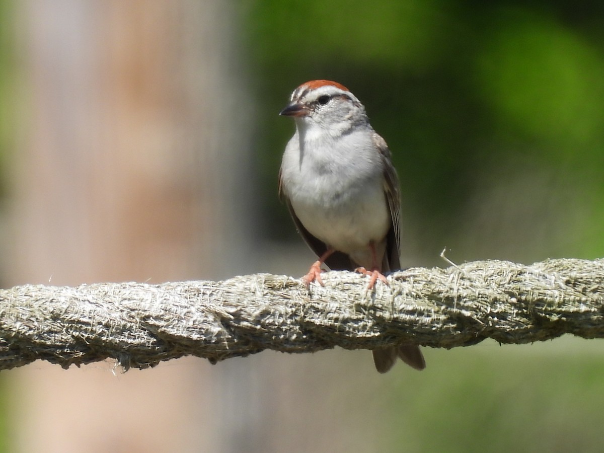 Chipping Sparrow - ML638185739