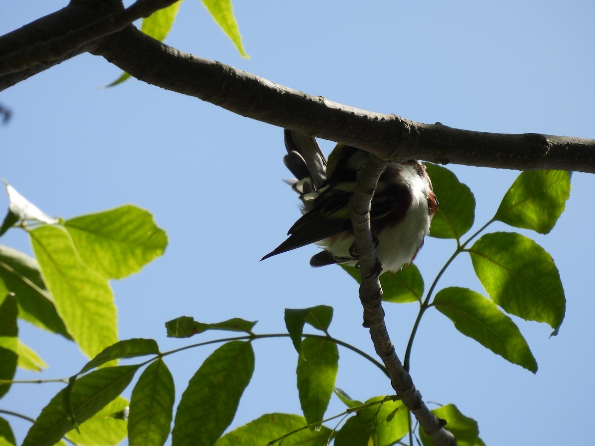 Chestnut-sided Warbler - ML638185748