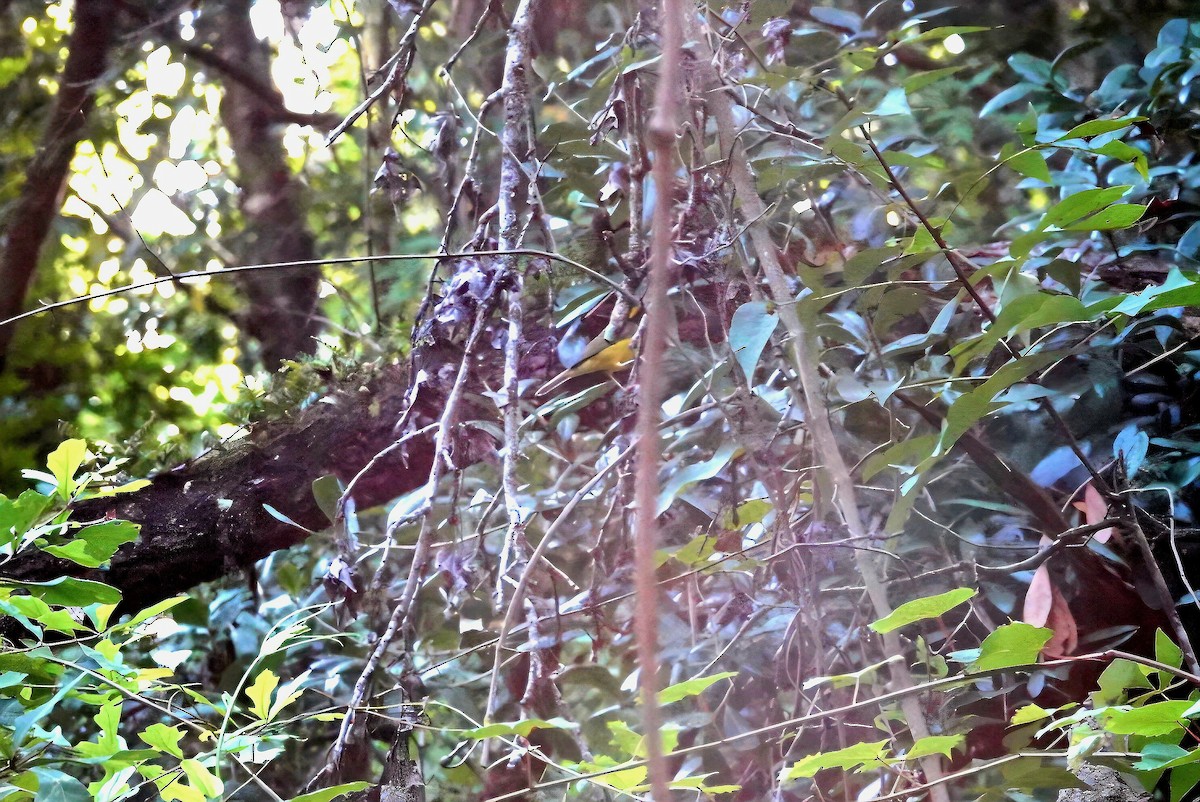 Hooded Warbler - ML638185755