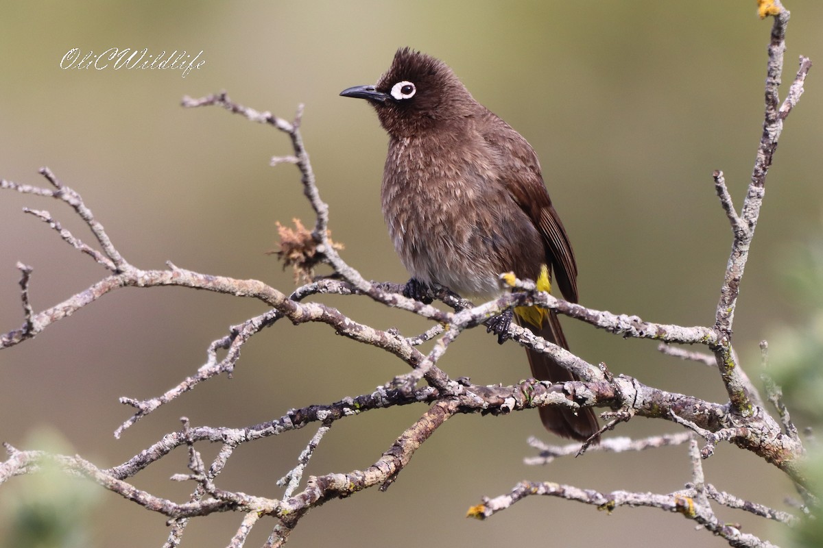 Cape Bulbul - ML638185756