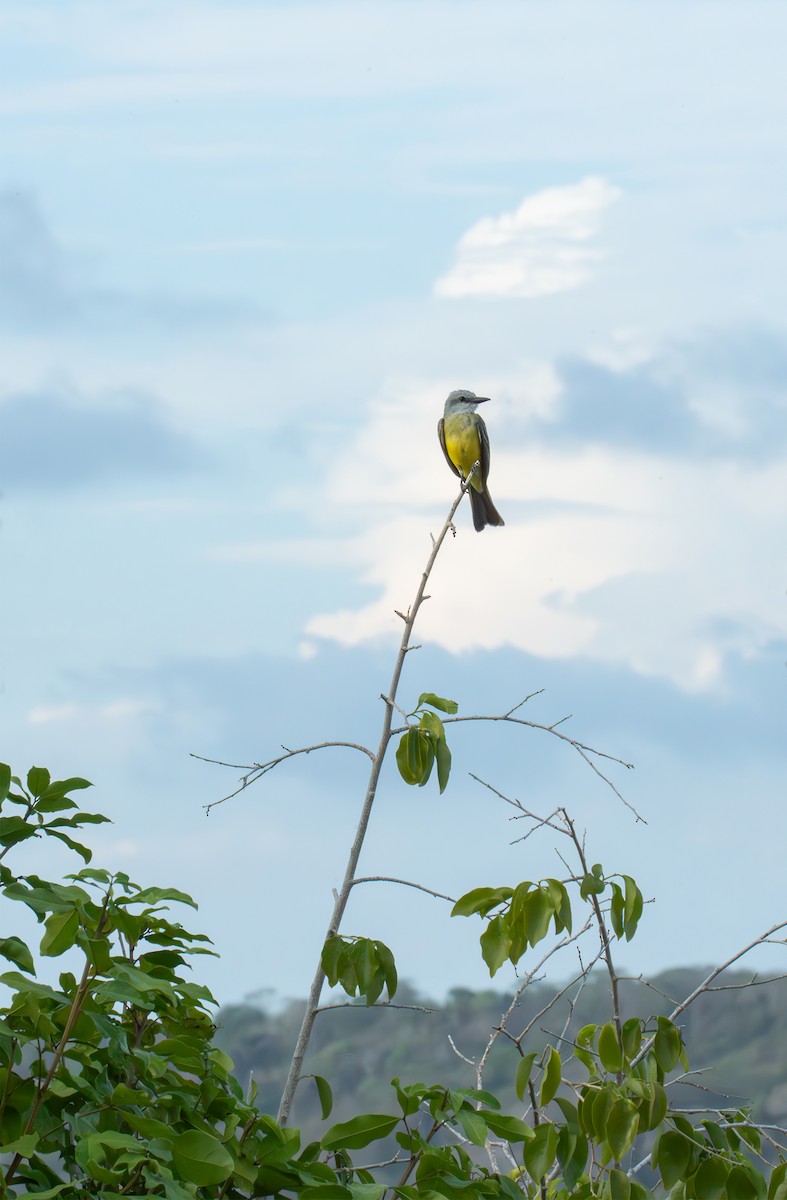 Tropical Kingbird - ML638185777