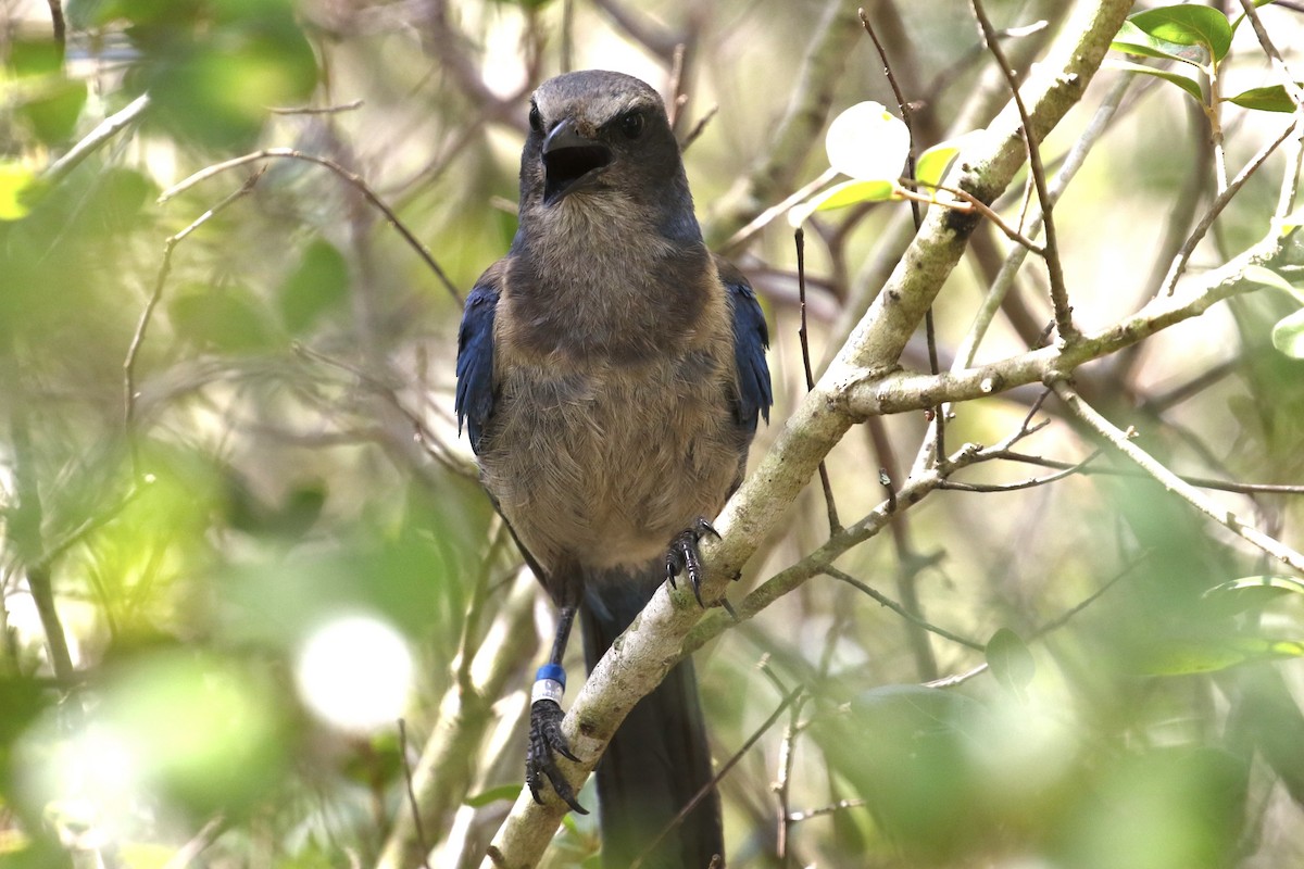 Florida Scrub-Jay - ML638185786