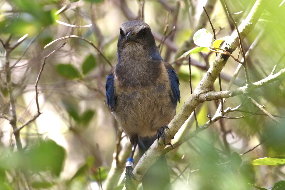 Florida Scrub-Jay - ML638185787