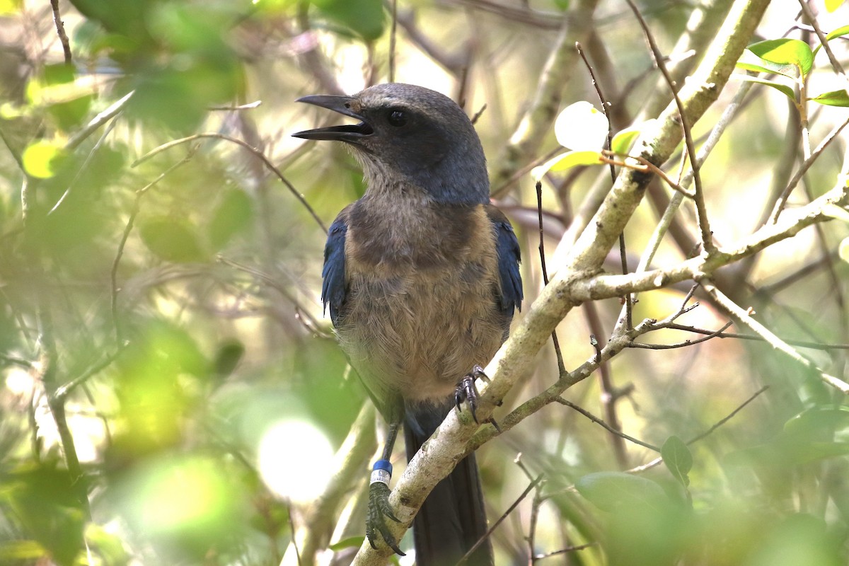 Florida Scrub-Jay - ML638185788