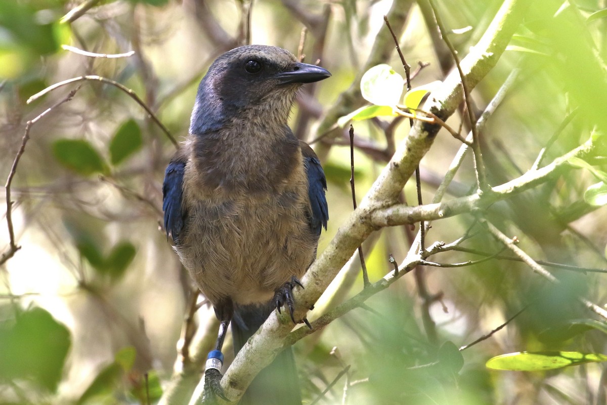 Florida Scrub-Jay - ML638185789