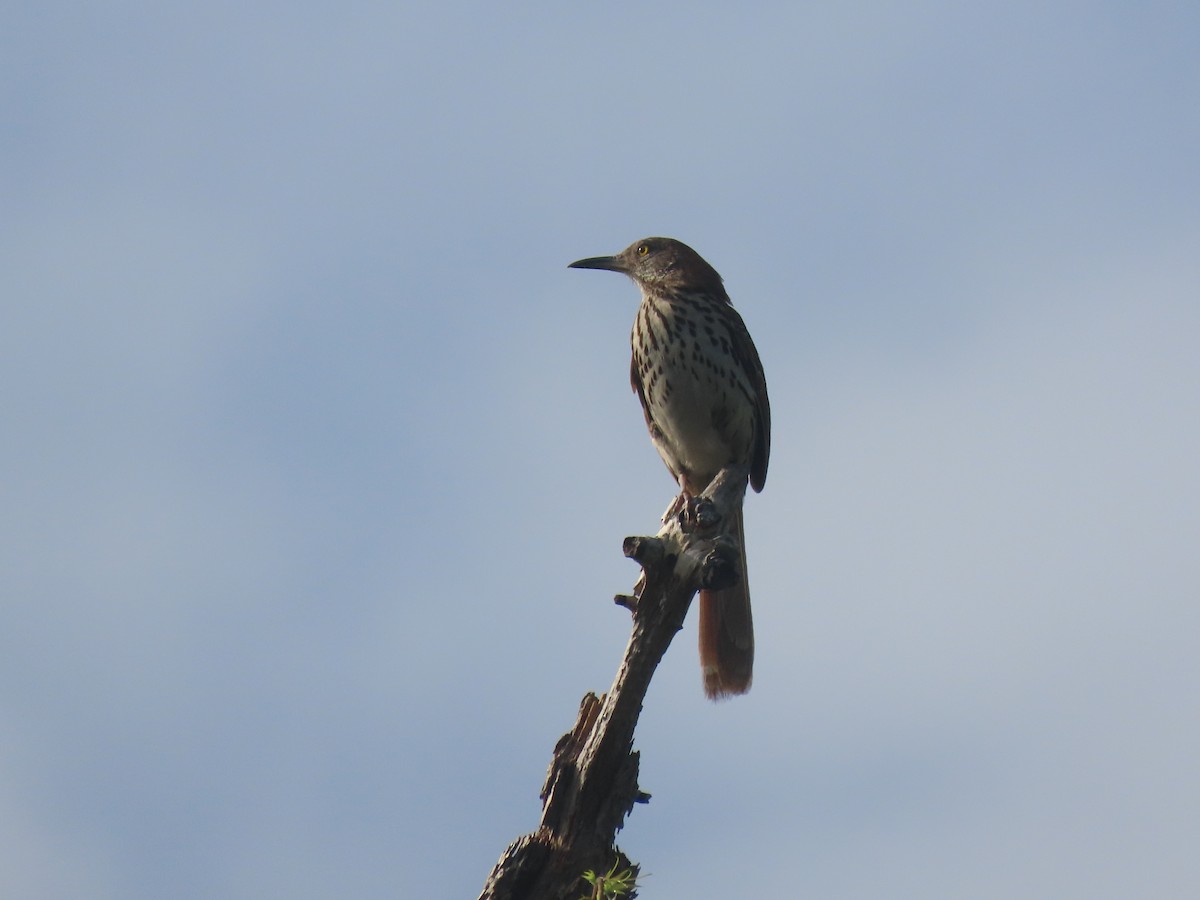 Brown Thrasher - ML638185803