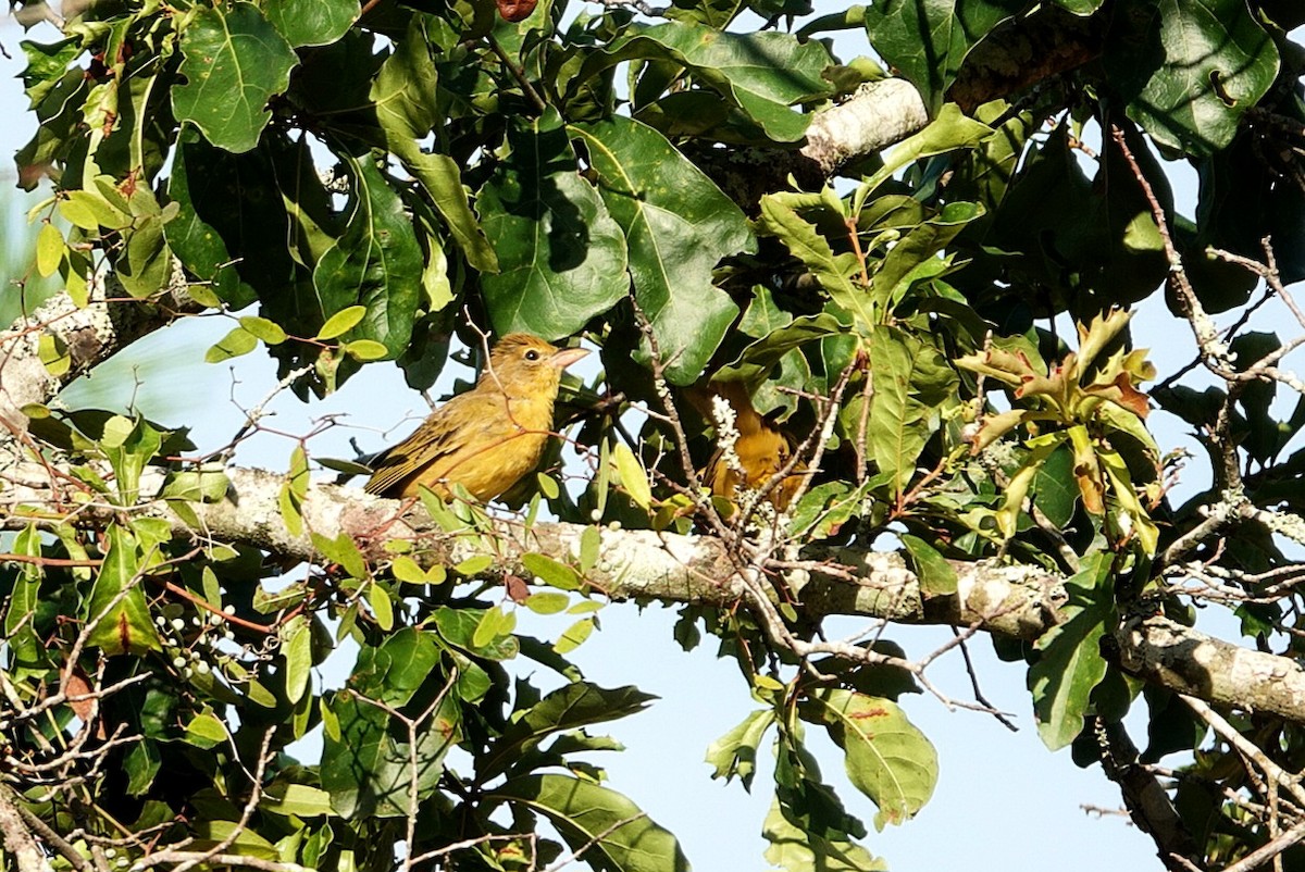 Summer Tanager - ML638185805