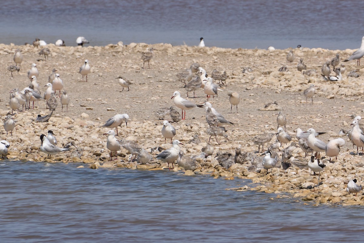 Slender-billed Gull - ML638185807