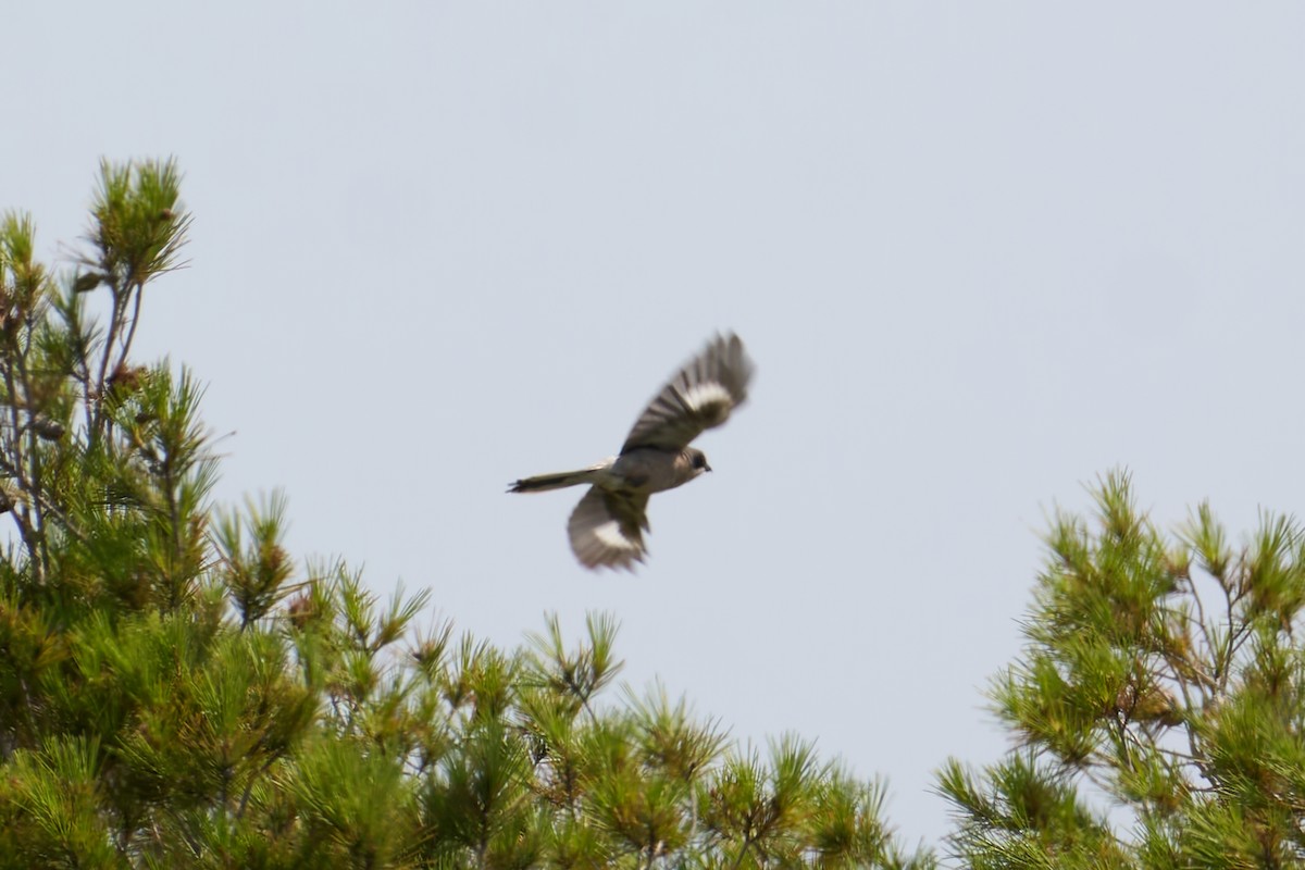 Iberian Gray Shrike - ML638185819