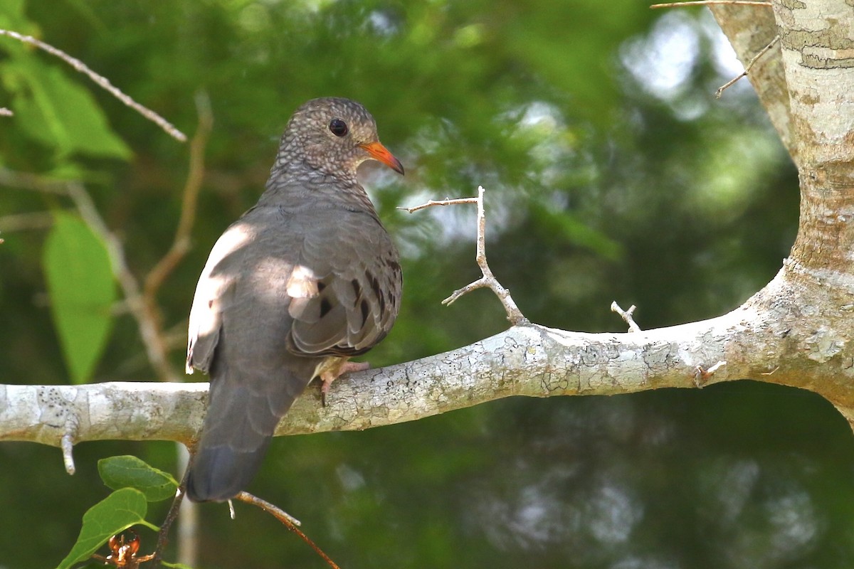 Common Ground Dove - ML638185821